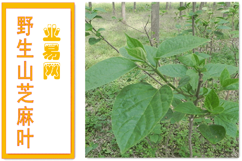 河南省伏牛山山脉地区生产山芝麻叶.是山芝麻叶的独特产地.